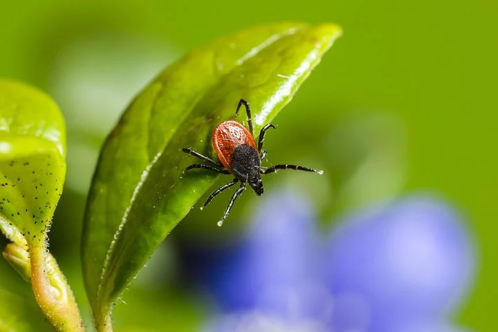 Skuteczne sposoby na eliminację insektów z domu